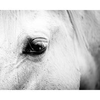 Horse Art Decor Black White Photography Wall Black Print Nature Fine Country Home | Etsy (US)
