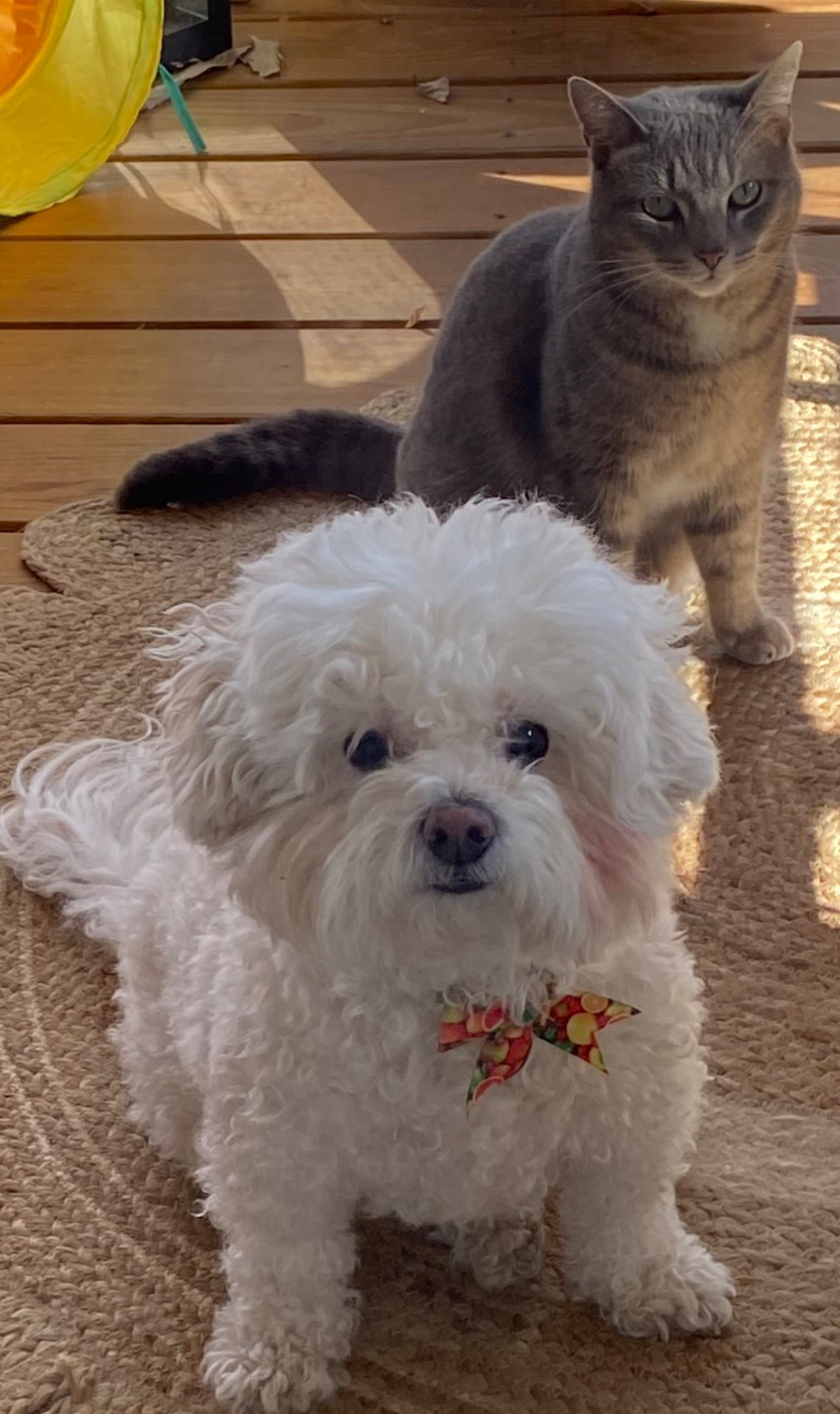 Sharing 2 products I give my sweet dog daily one is for hip & joint support. The other my friend clued me in on giving them after she had stones. ❤️🐶🫶