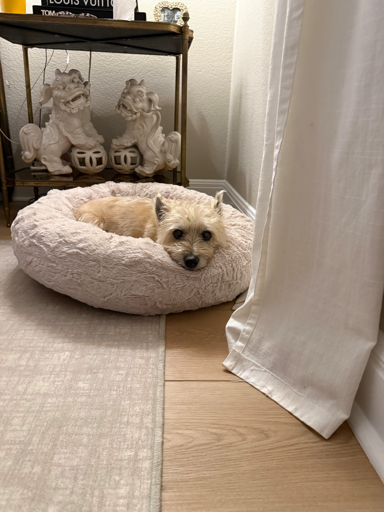 Papa’s bed. It’s machine washable, holds its shape and fluffiness. She loves it so!