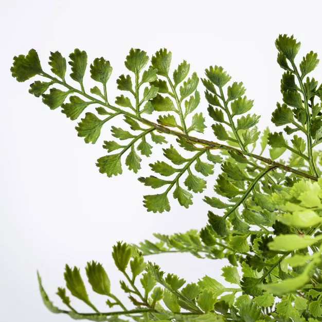 13" x 13" Artificial Fern Plant in Terracotta Pot - Threshold™ designed with Studio McGee | Target