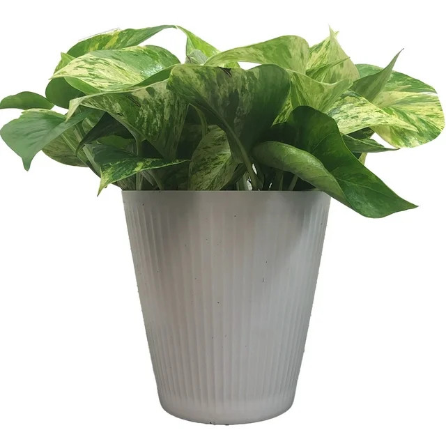 Masson Farms Live Indoor Plant 12in Tall Pothos Marble Queen in 6in Premium Deco Pot | Walmart (US)