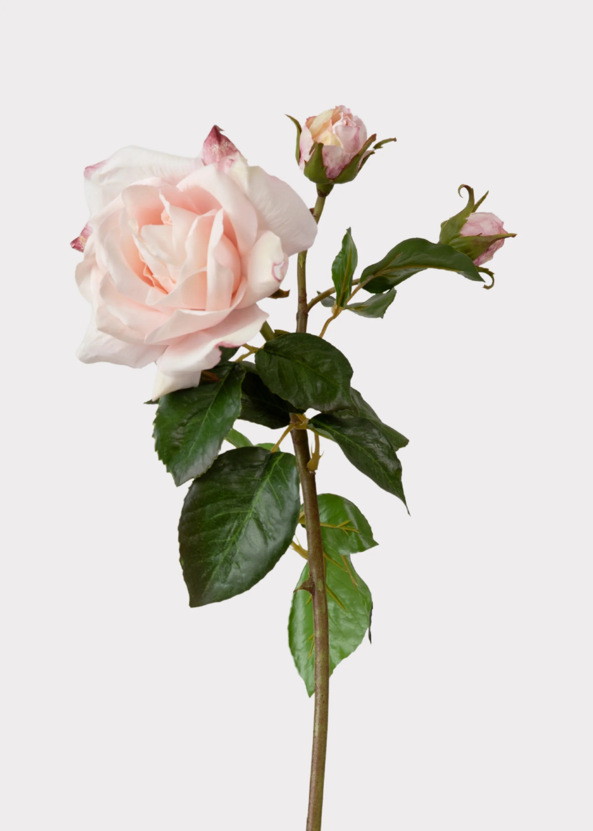 Soft Pink Real Touch English Rose | Elevated Faux Flowers at Afloral | Afloral