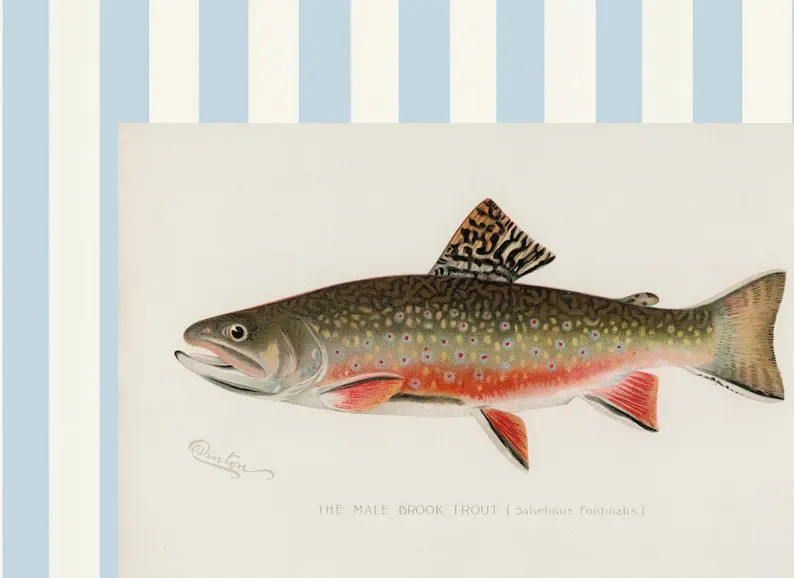 Set of 4 Vintage Fish Prints, Southern Classic Art, Trout Vintage Art, Boy Nursery Art, Vintage H... | Etsy (US)