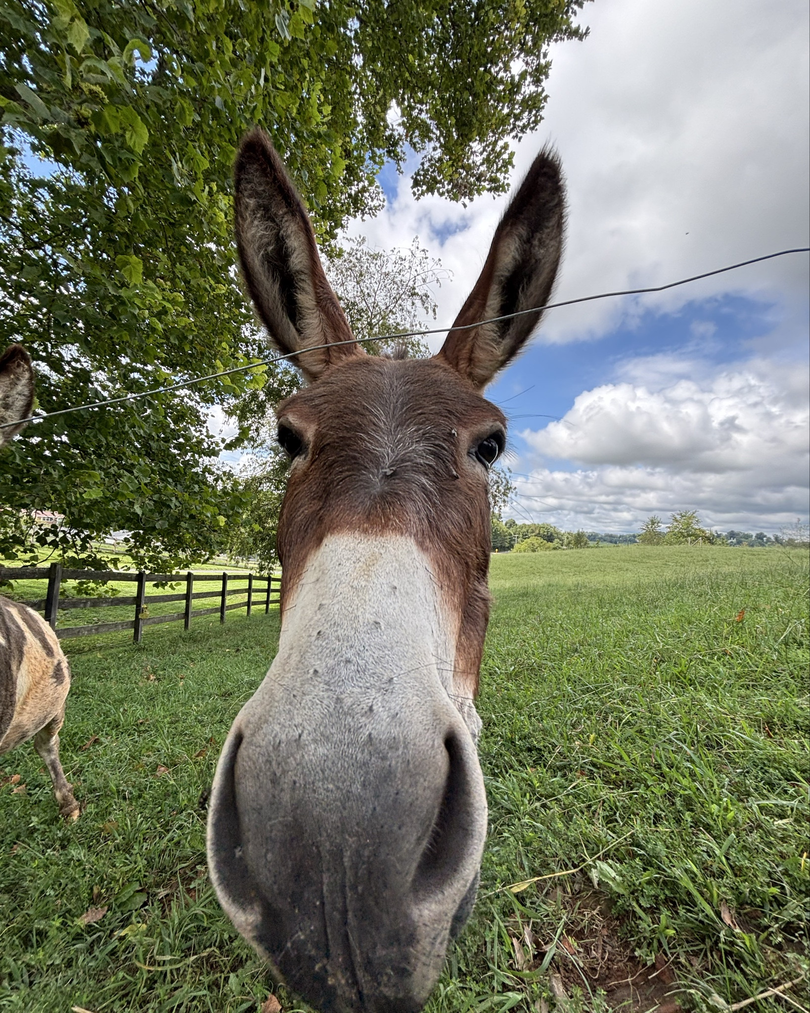 Donkeys in .5 a series

#LTKHome #LTKPets #LTKFamily