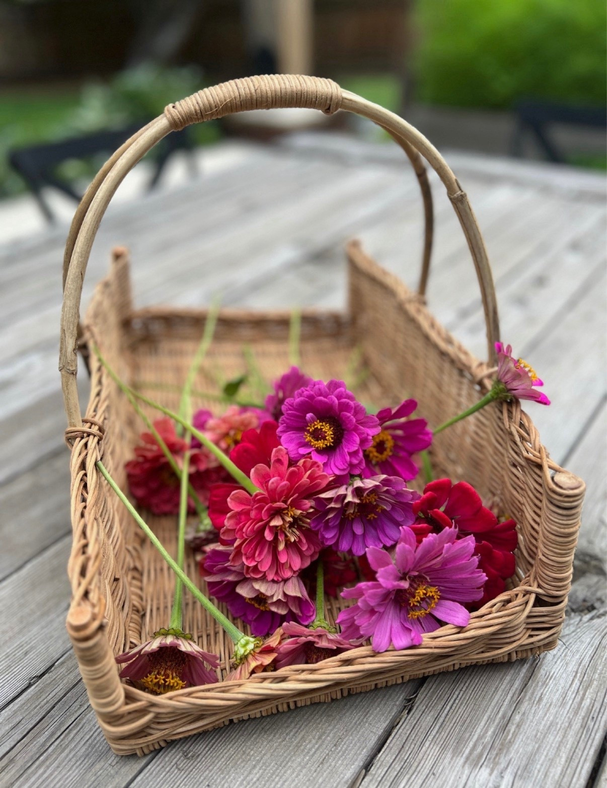 This basket from Creative Co-Op is hands down my favorite for harvesting zinnias! It’s the perfect size for gathering blooms, and its charming, rustic design makes the whole process feel so special. I love how sturdy and versatile it is—it’s not just great for harvesting flowers but also for displaying them or even using it as decor in between gardening sessions. A functional and stylish find that every Lazy Girl Gardener would love!

#LTKSeasonal #LTKhome #LTKfindsunder100