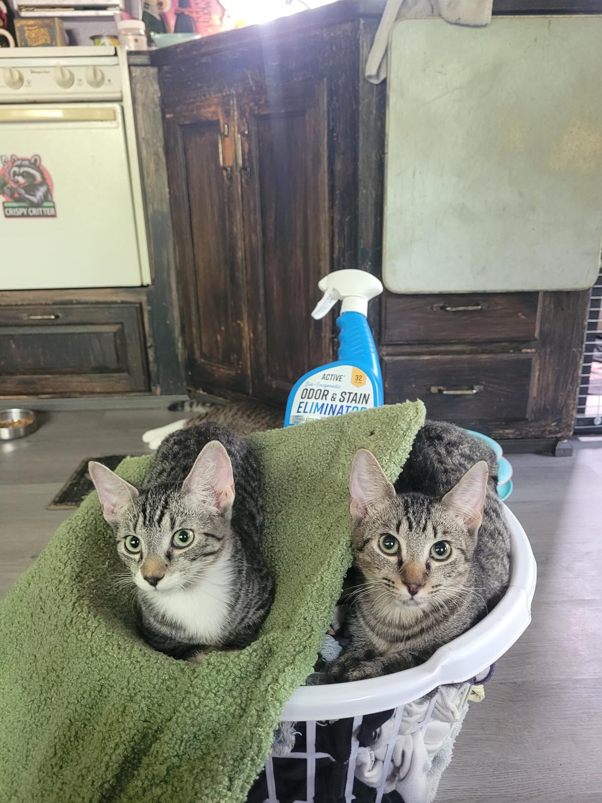 Pet Odor and Stain Eliminator - 32 oz ACTIVE Enzyme Cleaner for Dog & Cat Urine, Stain Remover Sp... | Amazon (US)