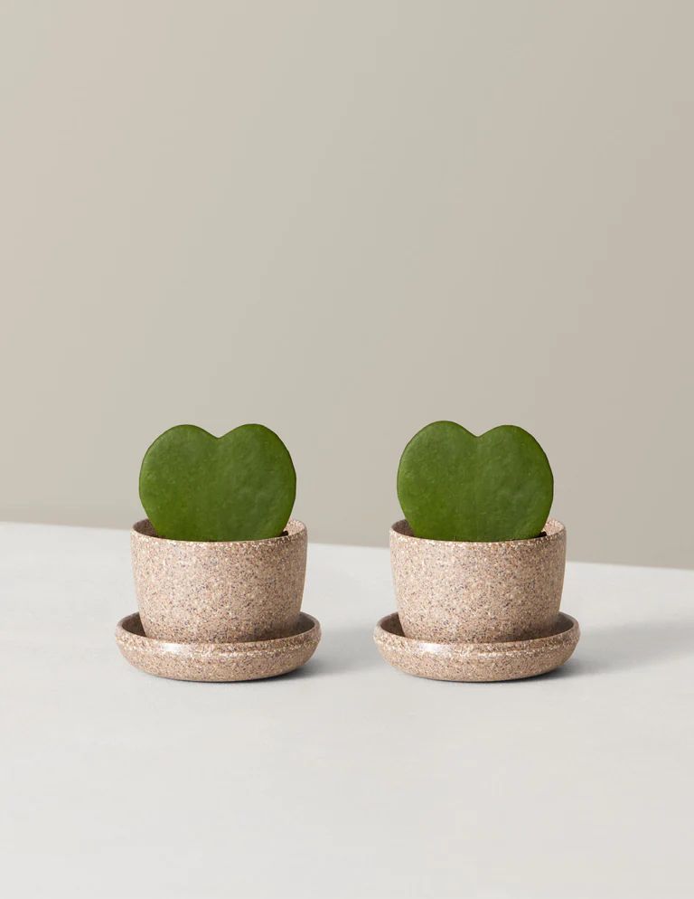 Hoya Heart Duo | The Sill