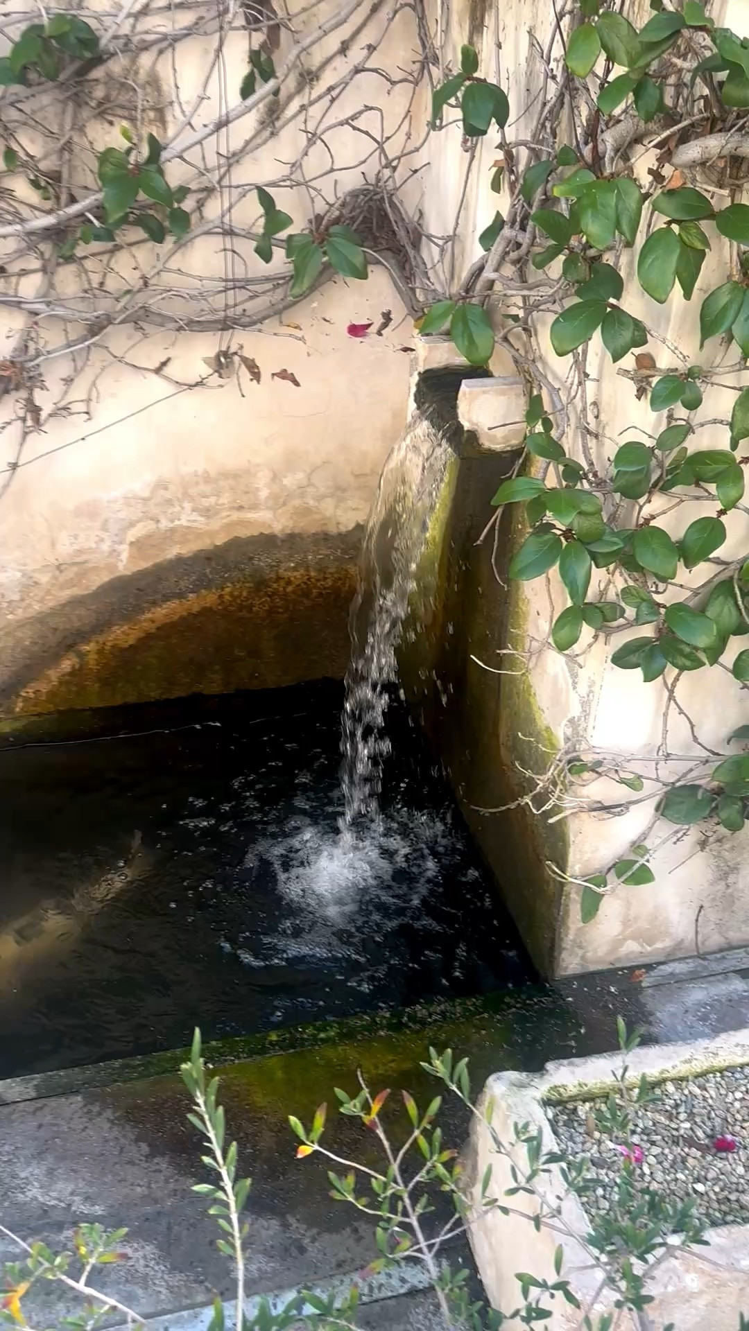 Good morning — the gentle sound of the fountain makes the start of the day feel calm and peaceful.


#Fountain
#MorningMoment
#PeacefulStart
#OutdoorLiving
#SereneSpaces

#LTKHome #LTKTravel #LTKFestival