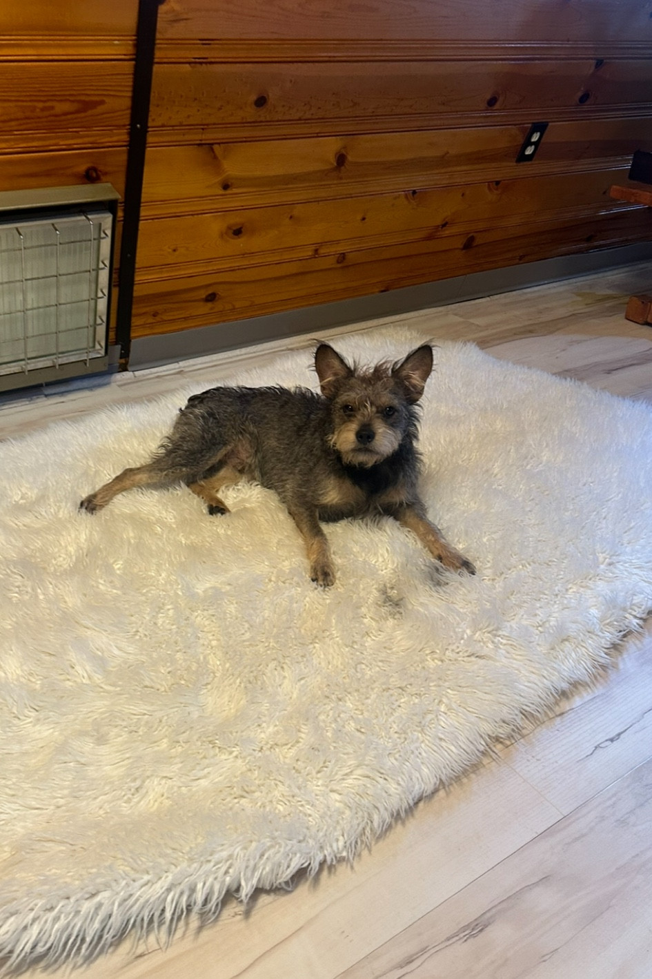 My old renter left this rug, and I laid it down on the floor as I was cleaning things out… And that’s all she wrote!! my dogs love it so much. I couldn’t get rid of it even though it’s not my style, the dogs love it more than any other dog bed I’ve ever had! 

#LTKHome #LTKFindsUnder100
