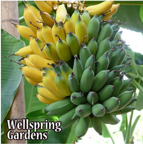 'Ice Cream' HARDY BANANA PLANT Tasty Fruit Tree LIVE PLANT Blue Java | Amazon (US)