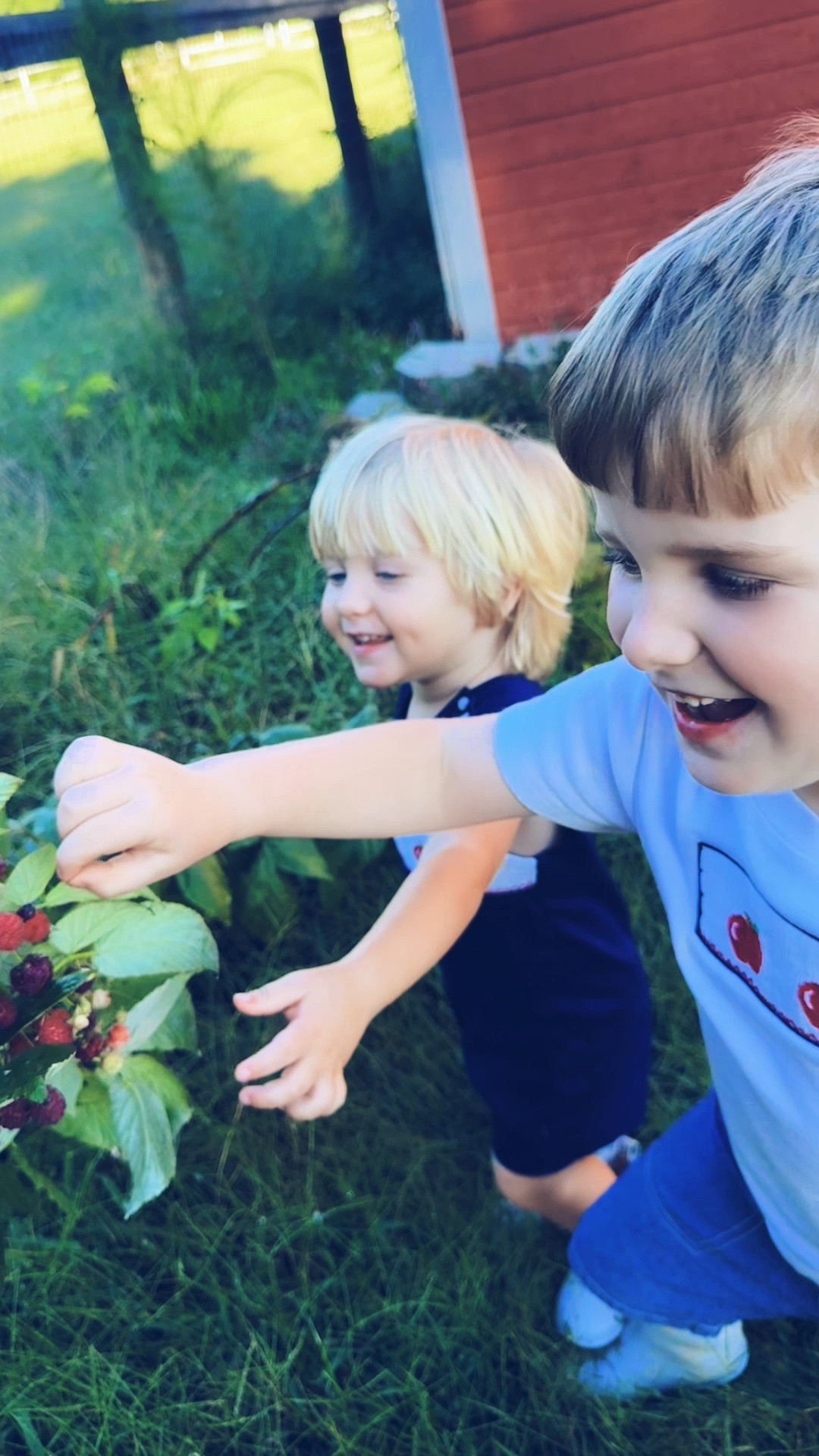Sweet sunday nights pickin’ (& eating 🤭) berries 🩷 with my sticky-handed babies 👶🏼 forever and ever amen!!! 🥰🫶🏽
