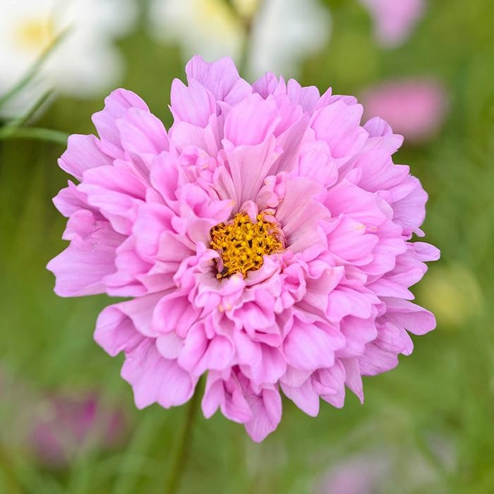 Eden Brothers Cosmos Seeds - Double Click Rose Bon Bon | Amazon (US)