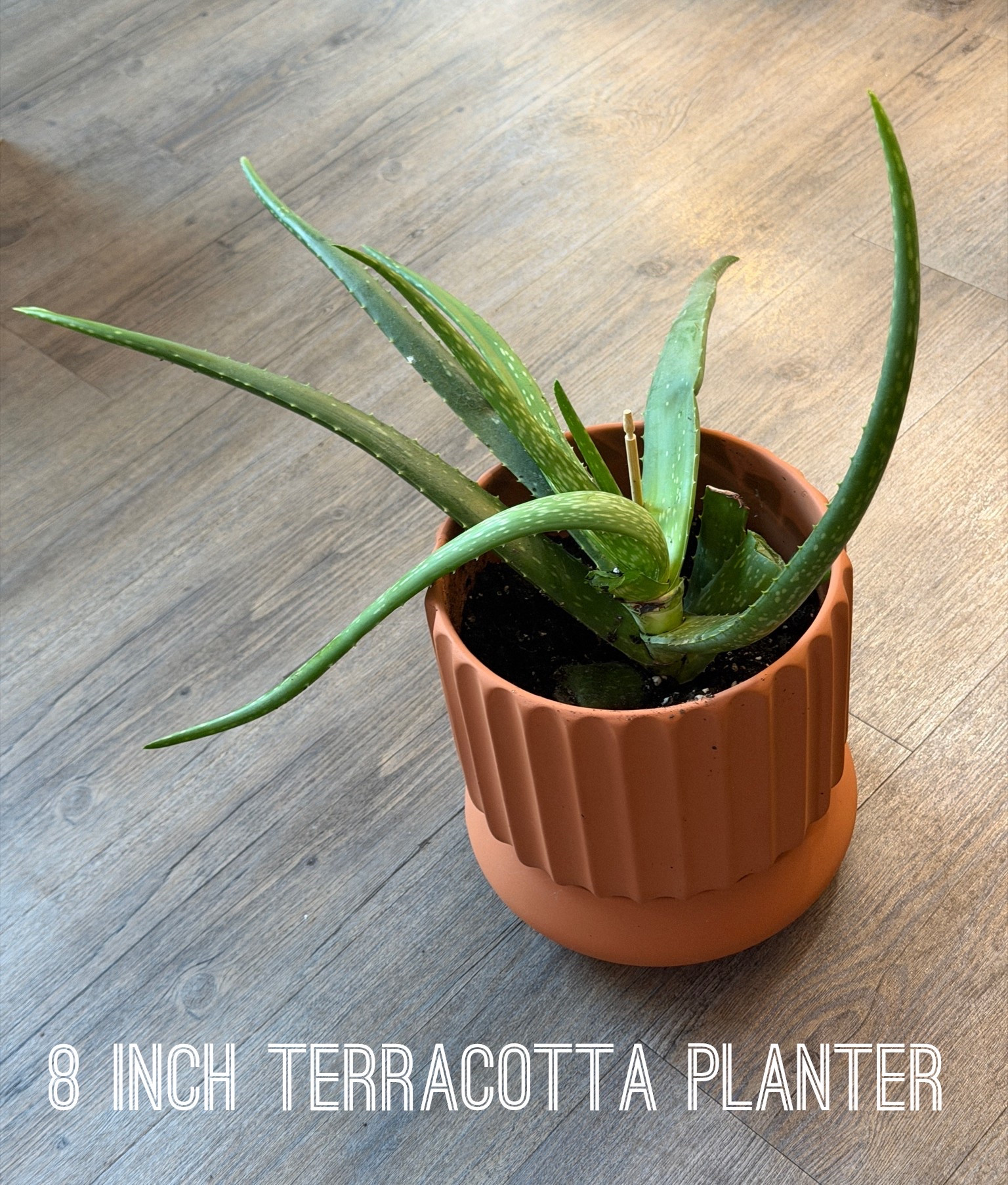 Was searching for the perfect planter 🙌🏽#TerraCotta 
#HousePlants 
#AloeVera
#WalmartFinds
#LTKHome

#LTKHome
