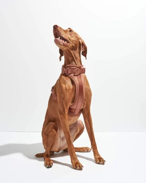 Harness Walk Kit | Dog Harness & Leash Kit | Wild One | Wild One