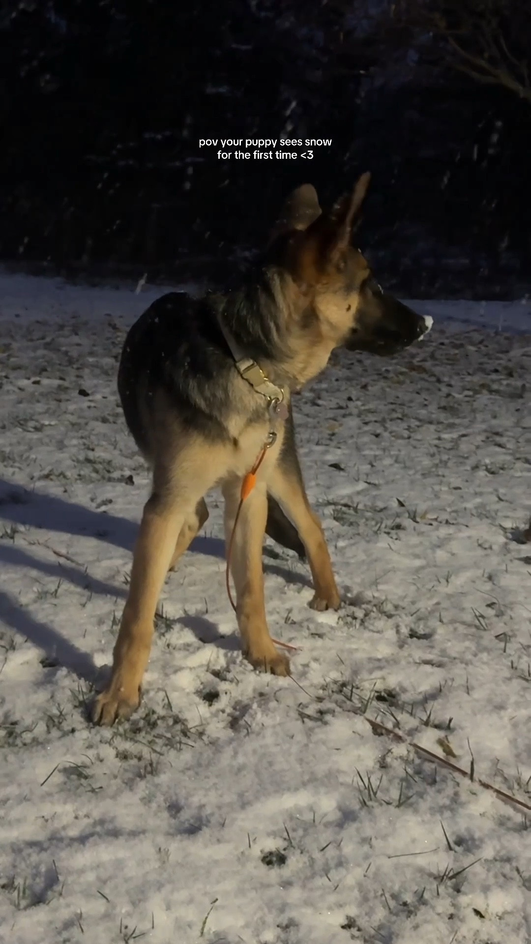 The cutest collar from petsmart for Mika girl! 🤍🐾

#dogessentials #puppy #puppycollar #customizedcollar 



#LTKdayinmylife #LTKootd #LTKvlog