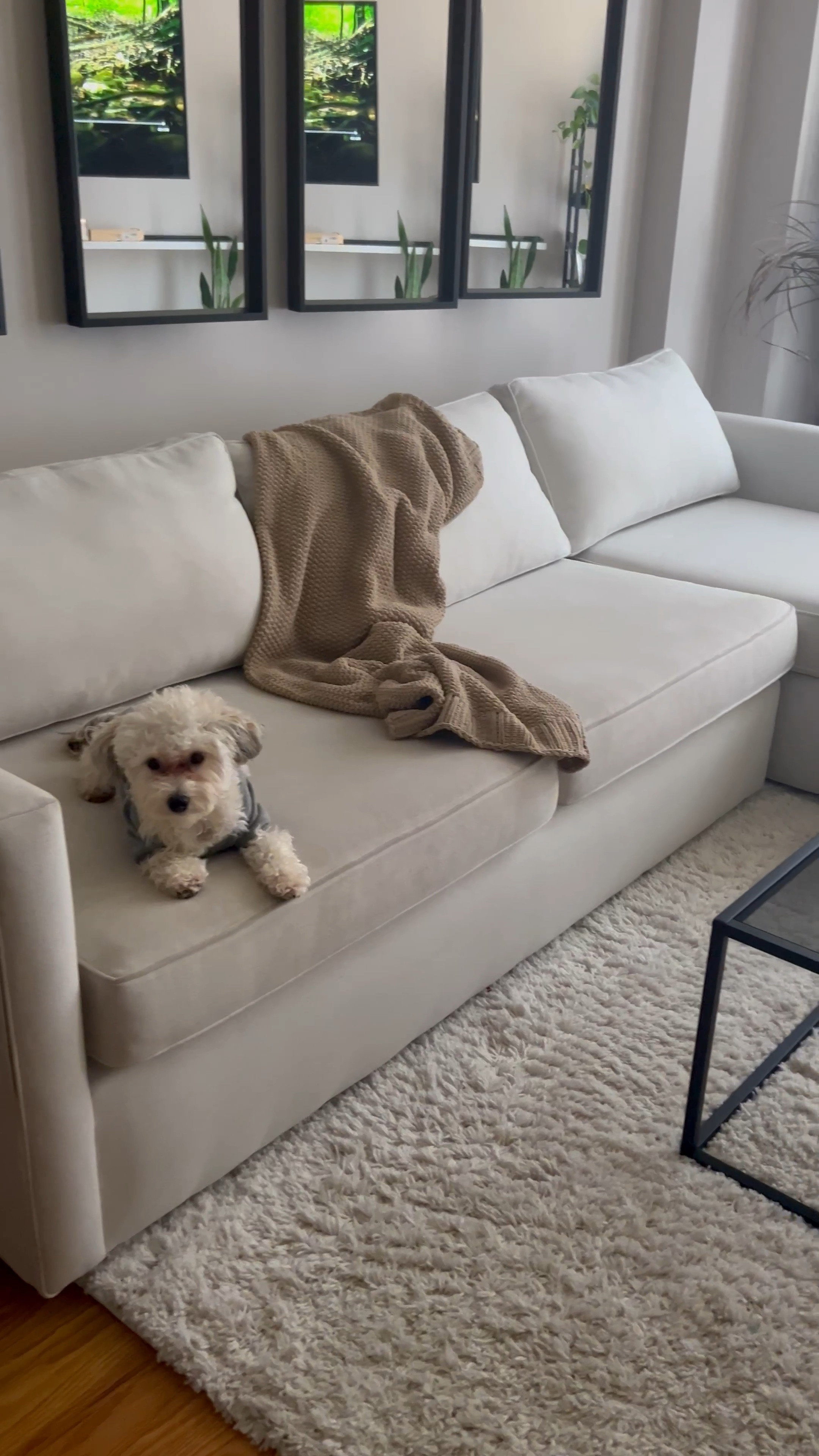 I’m convinced that when you get a dog, you no longer own the couch. It’s theirs lol  

#LTKfamily #LTKhome