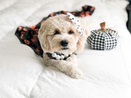 The best Halloween decor and dog apparel! Shop my dog bandana and hair bow at mybowtiebazaar.com and my dog necklace at agirlsyorkie.com 🐾 —dog model grooming supplies--
#ltkdog #dog #fashion #fall #halloween #decor #falldecor #homedecor #dogaccessories #dogbandana #dogmodel #dogmom 

#LTKSeasonal #LTKfamily