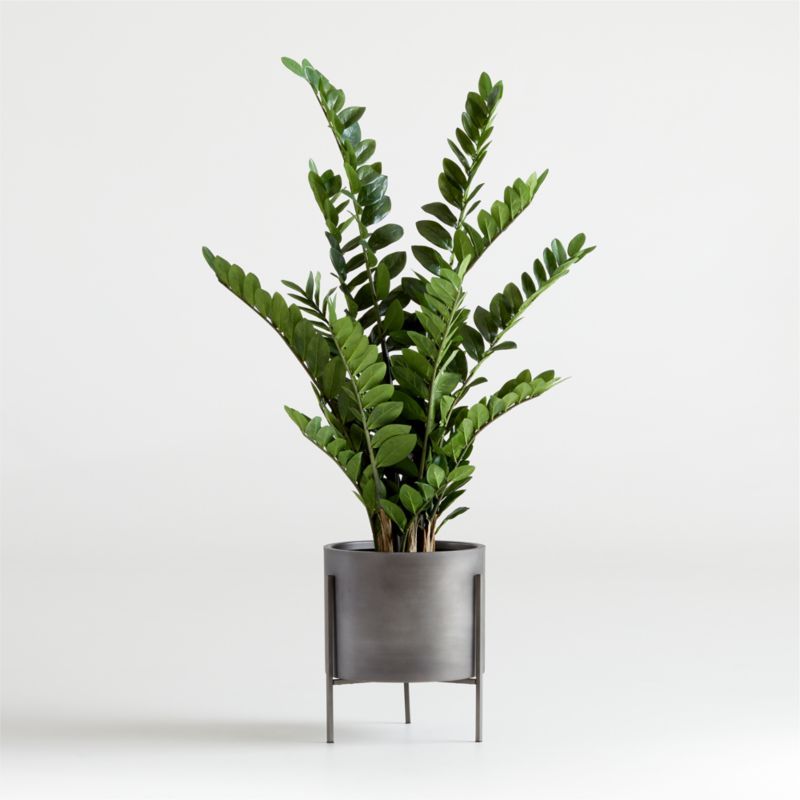 Artificial/Faux Potted ZZ Plant + Reviews | Crate and Barrel | Crate & Barrel