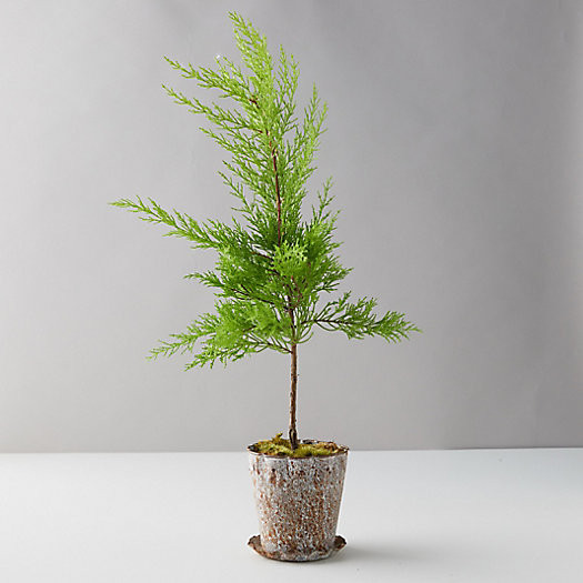 Lemon Cypress, Distressed Metal Pot | Terrain
