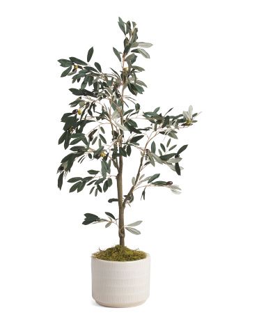 4ft Olive Tree In Glazed Pot | TJ Maxx