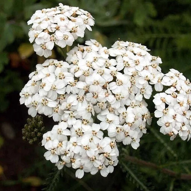 White Yarrow Seeds | 500 - 10,000 Seeds | Non-GMO | 1265, 1,000 Seeds 10% Discount | Walmart (US)