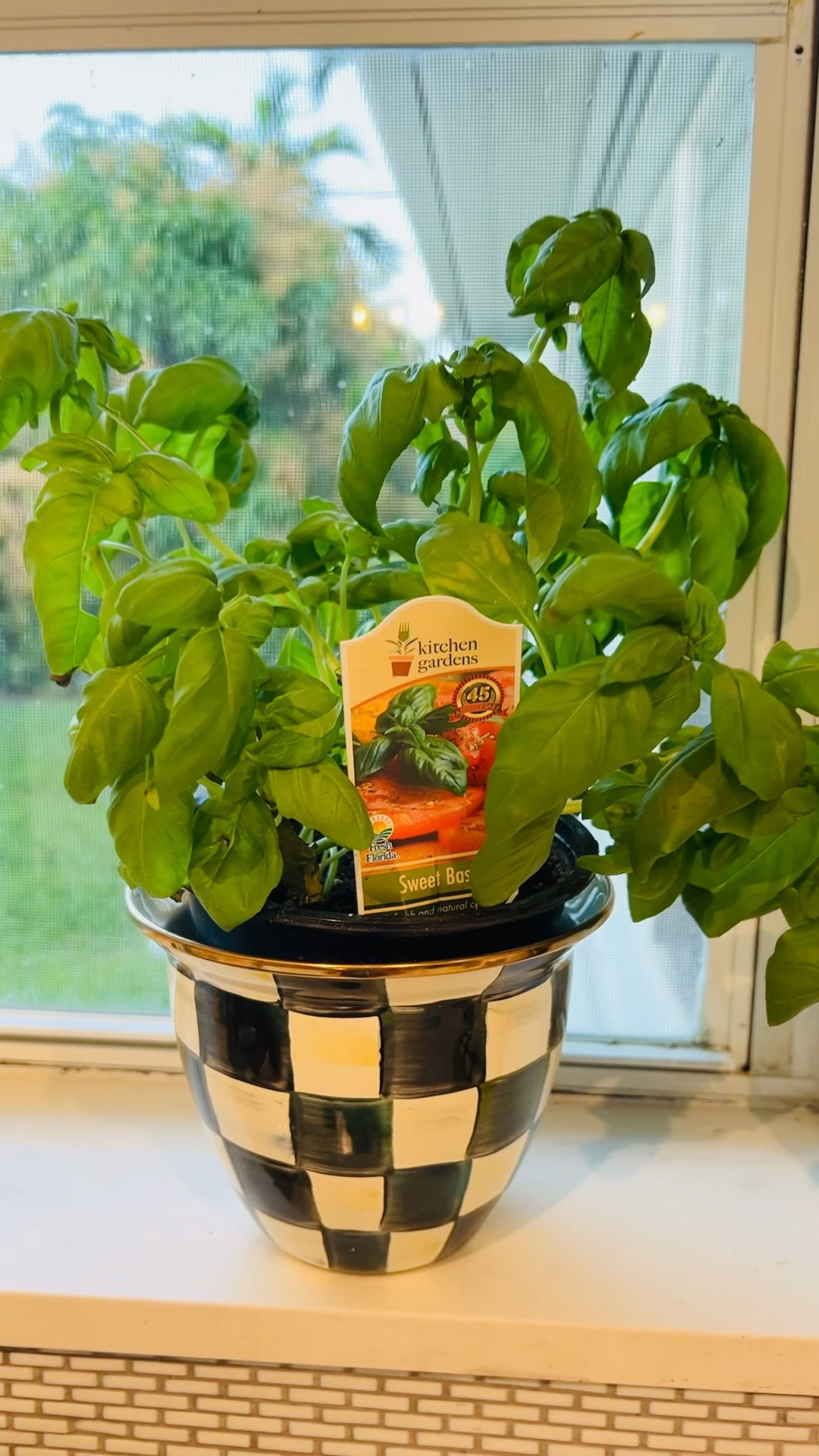 Sweet Basil 🌿 
Mackenzie Childs new and sale 
Garden Pot 

#LTKFind #LTKhome #LTKsalealert