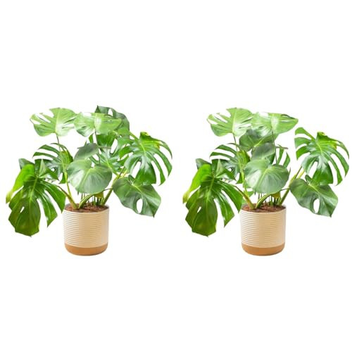 Costa Farms Monstera Plant (2-Pack), Live Indoor Set of Plants Houseplants in Indoors Garden Planter Pots, Housewarming, Air-Purifying Decoration for Home, Office, and Room Decor, 2-3 Feet Tall | Amazon (US)