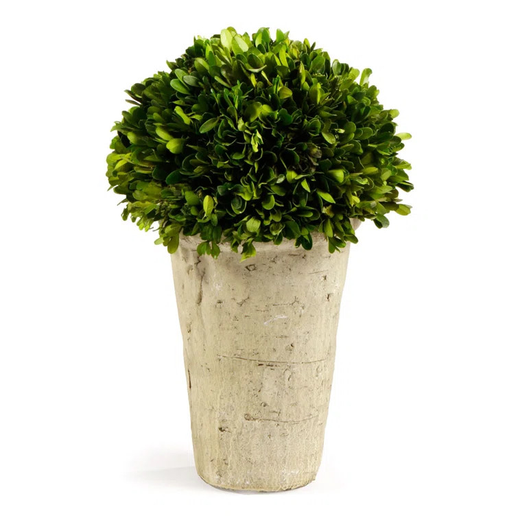 Boxwood Topiary in Ceramic Planter | Wayfair North America