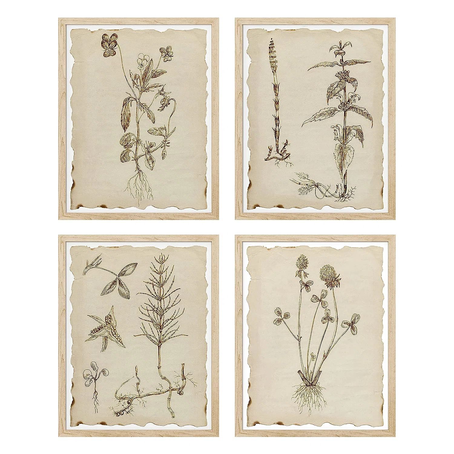 IDEA4WALL Framed Sepia Vintage Classic Flower Wall Art, Set Of 4 Collage Floral Wall Decor Prints... | Wayfair North America