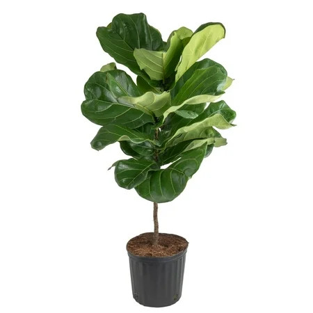 Costa Farms Live Indoor 4' Fiddle Leaf Fig; Indirect Sunlight in 10in Grower Pot | Walmart (US)