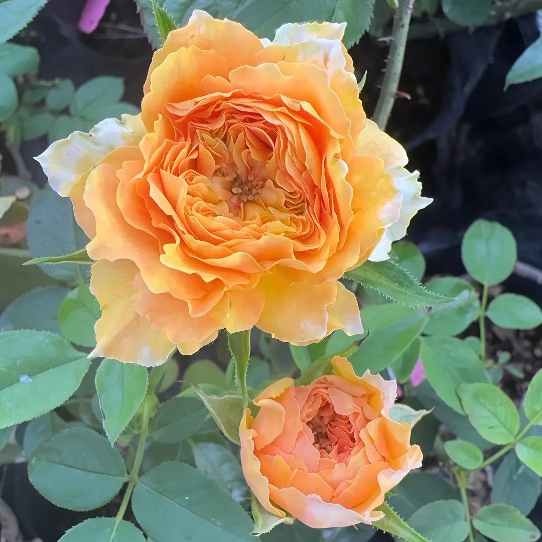 Rose Caraluna. 卡拉露娜 - Etsy | Etsy (US)