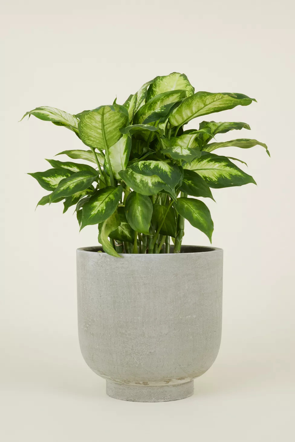 Hawkins New York Footed Fiber Cement Planter | Urban Outfitters (US and RoW)