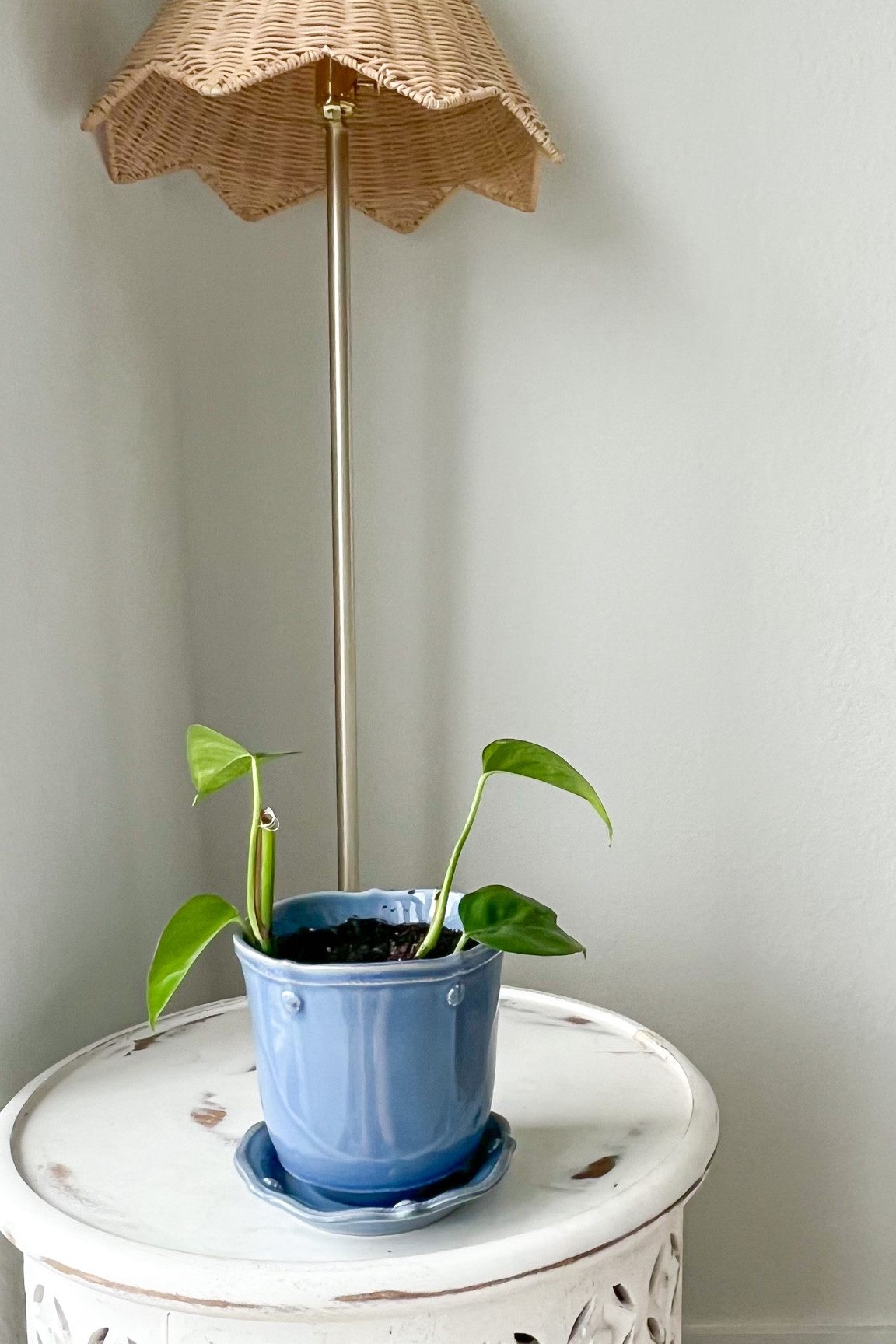 Blue planter 

#LTKunder100 #LTKhome #LTKSeasonal