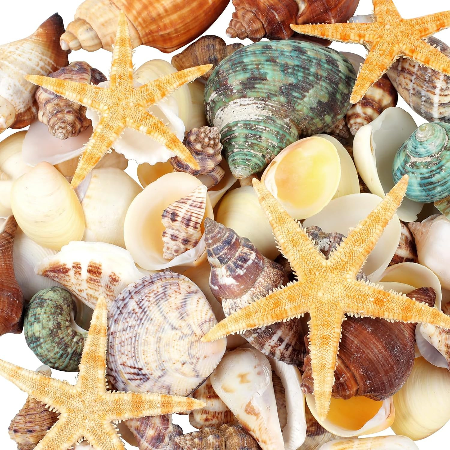 80+ Pcs Natural Seashells, Mixed Starfish Sea Shells for Crafts, Various Sizes Ocean Shells Conch for Decorating, Beach Theme Party, DIY Crafts, Fish Tank Filling, Home Decor, Wedding Decoration | Amazon (US)