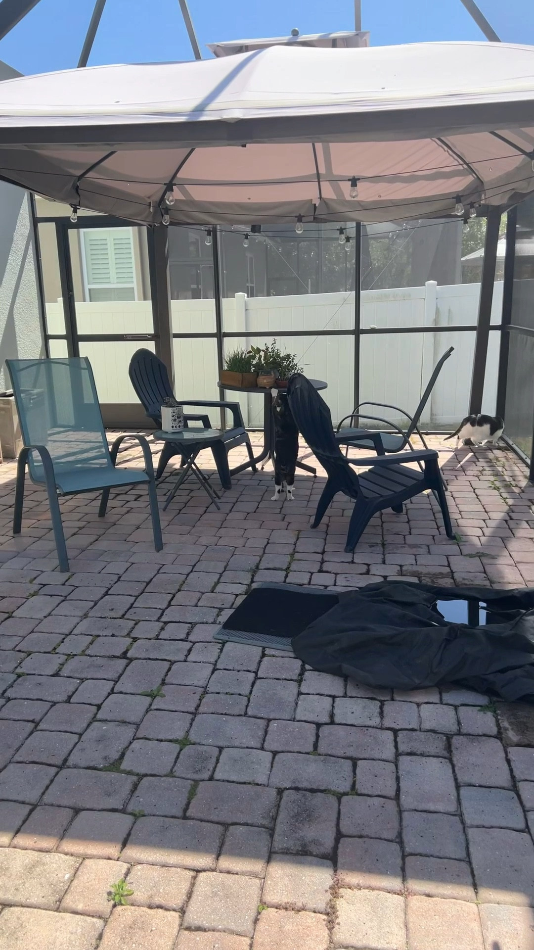 Louis going after the organic cat grass I’ve been growing for the cats 😹 a set of this cat grass is currently on sale at Chewy! Tagging it here along with more great cat toys and supplies from the sale: 

#LTKVideo #LTKSpringSale #LTKhome