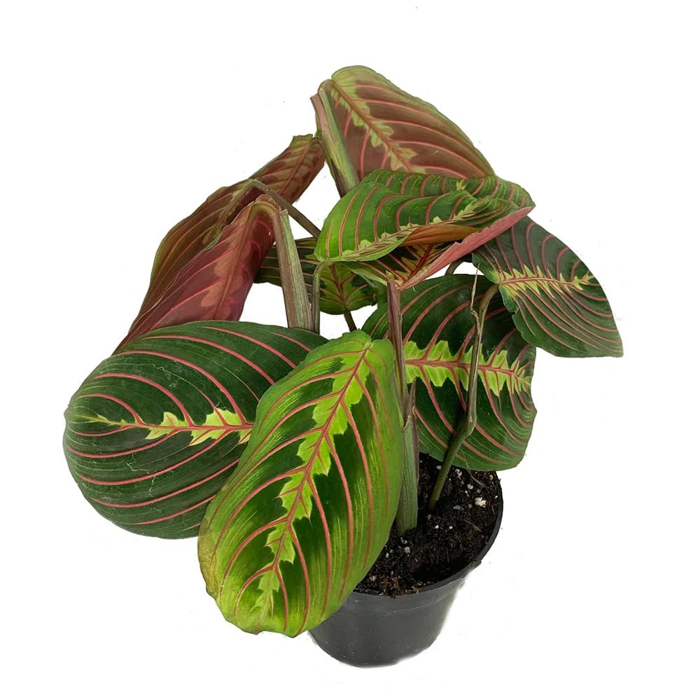 Live Prayer Plant Red Maranta Leuconeura Rare Tropical Plant in 4" Nursery Pot | Amazon (US)