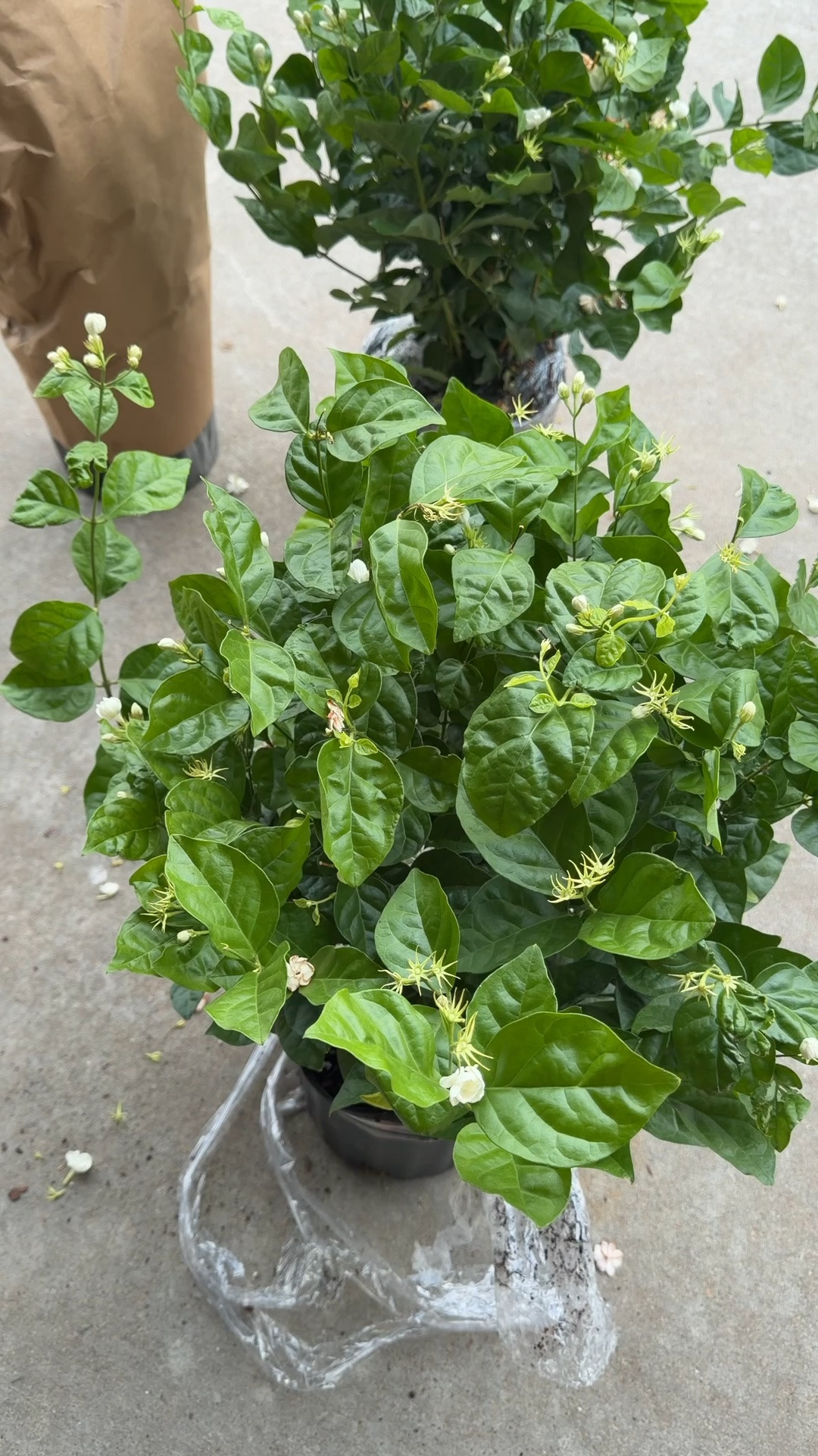 Ordered this jasmine online @lowes and look how good it looks! It’s been on the delivery truck all day, too!

#LTKOver40 #LTKHome