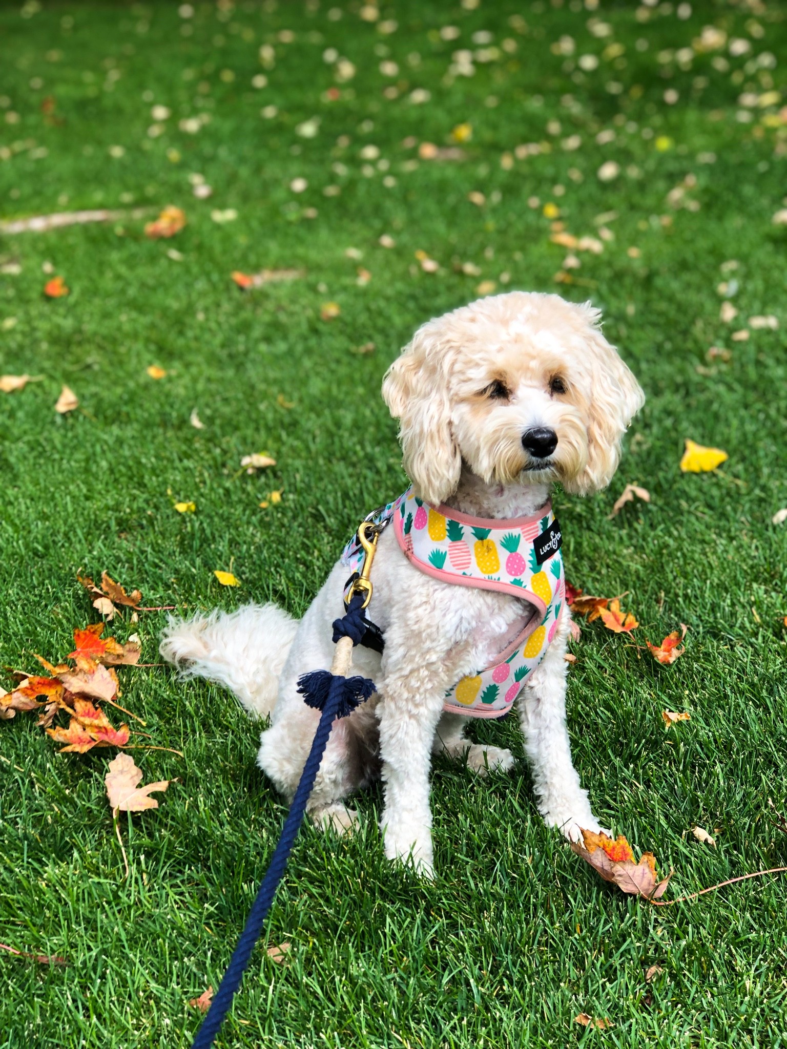 Best walkie supplies to enjoy the fall foliage 🍂
#ltkdog #fall #foliage #leaves #peep #dog #walk #walkies #dogharness #dogleash 

#LTKSeasonal #LTKfamily #LTKtravel