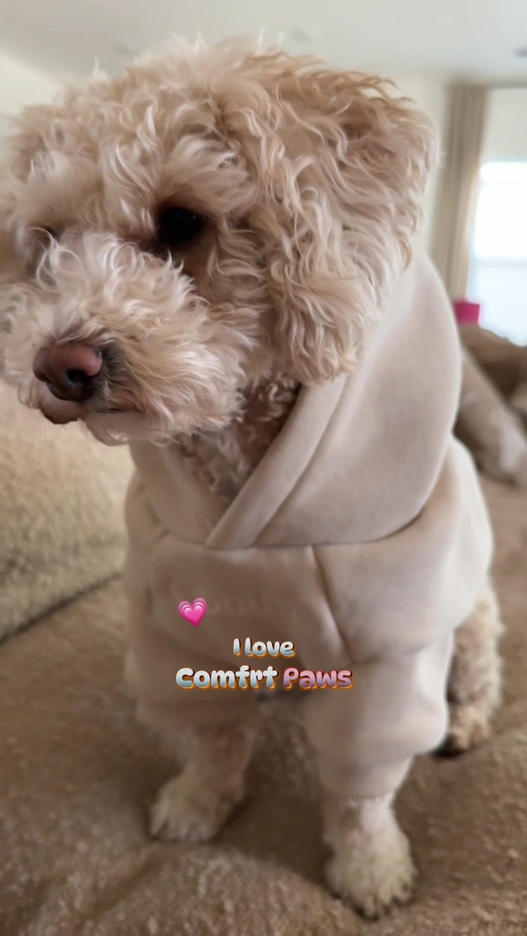 Moosh’s Comfrt ootd 🐾 

Signature in bone and she’s wearing a small. She’s 12 pounds. 




#LTKPets #LTKFindsUnder50 #LTKGiftGuide