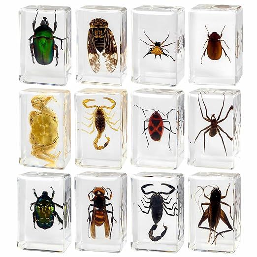 12 Pcs Insect Resin Specimen, Bugs Collection Resin Animal Taxidermy Paperweights Kit Science Edu... | Amazon (US)