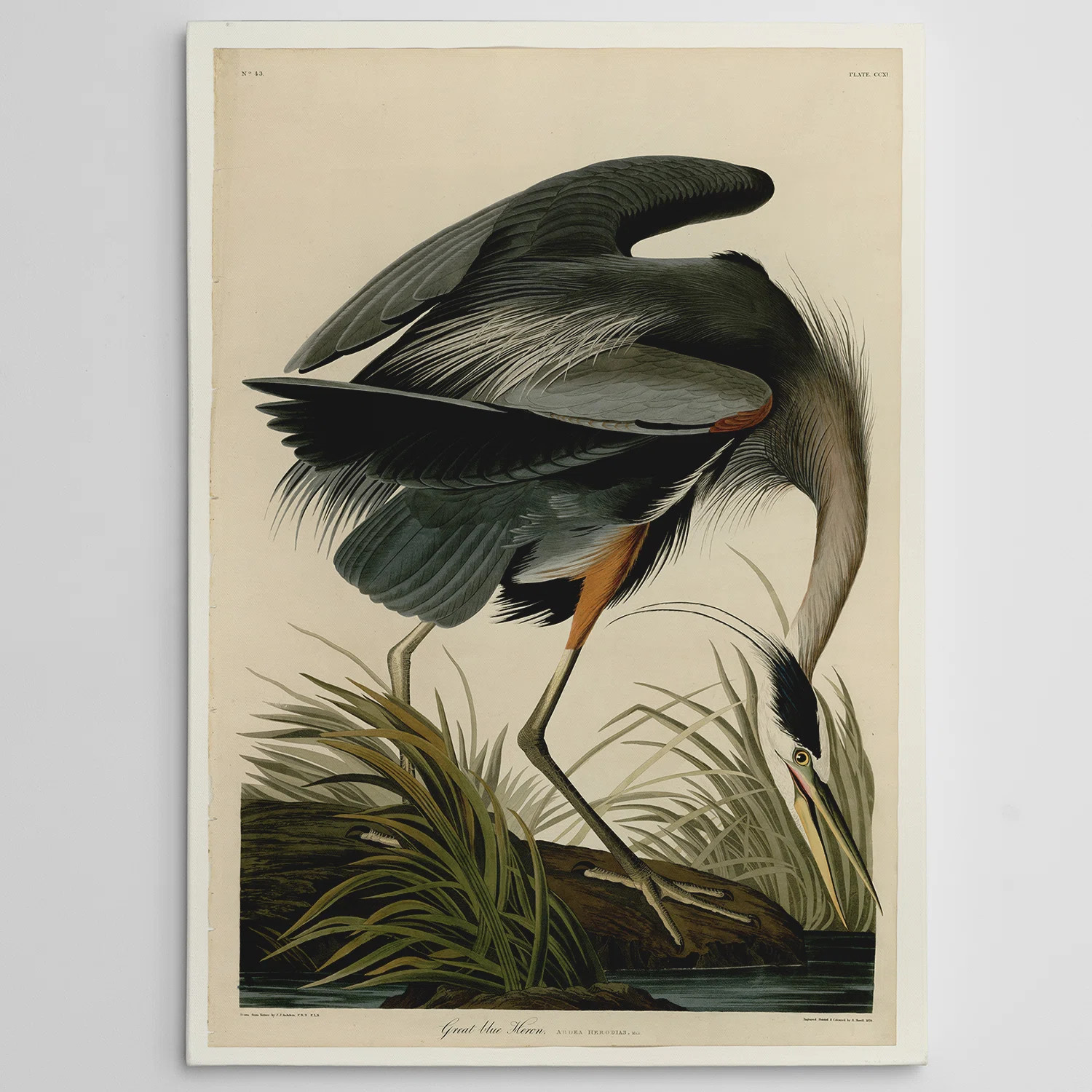 " Great Blue " by John Audubon | Wayfair North America
