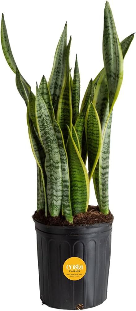 Costa Farms Snake Plant, Live Indoor and Outdoor Sansevieria Plant, Easy Care Tropical Houseplant... | Amazon (US)