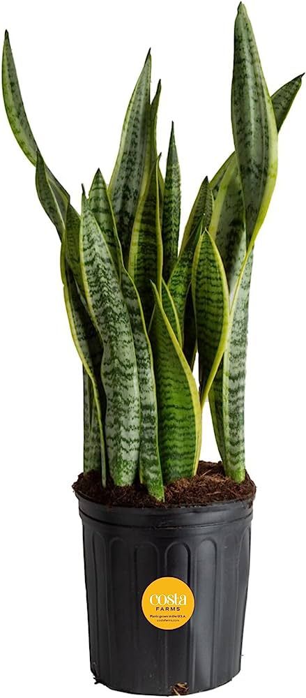Costa Farms Snake Plant, Live Indoor and Outdoor Sansevieria Plant, Easy Care Tropical Houseplant... | Amazon (US)