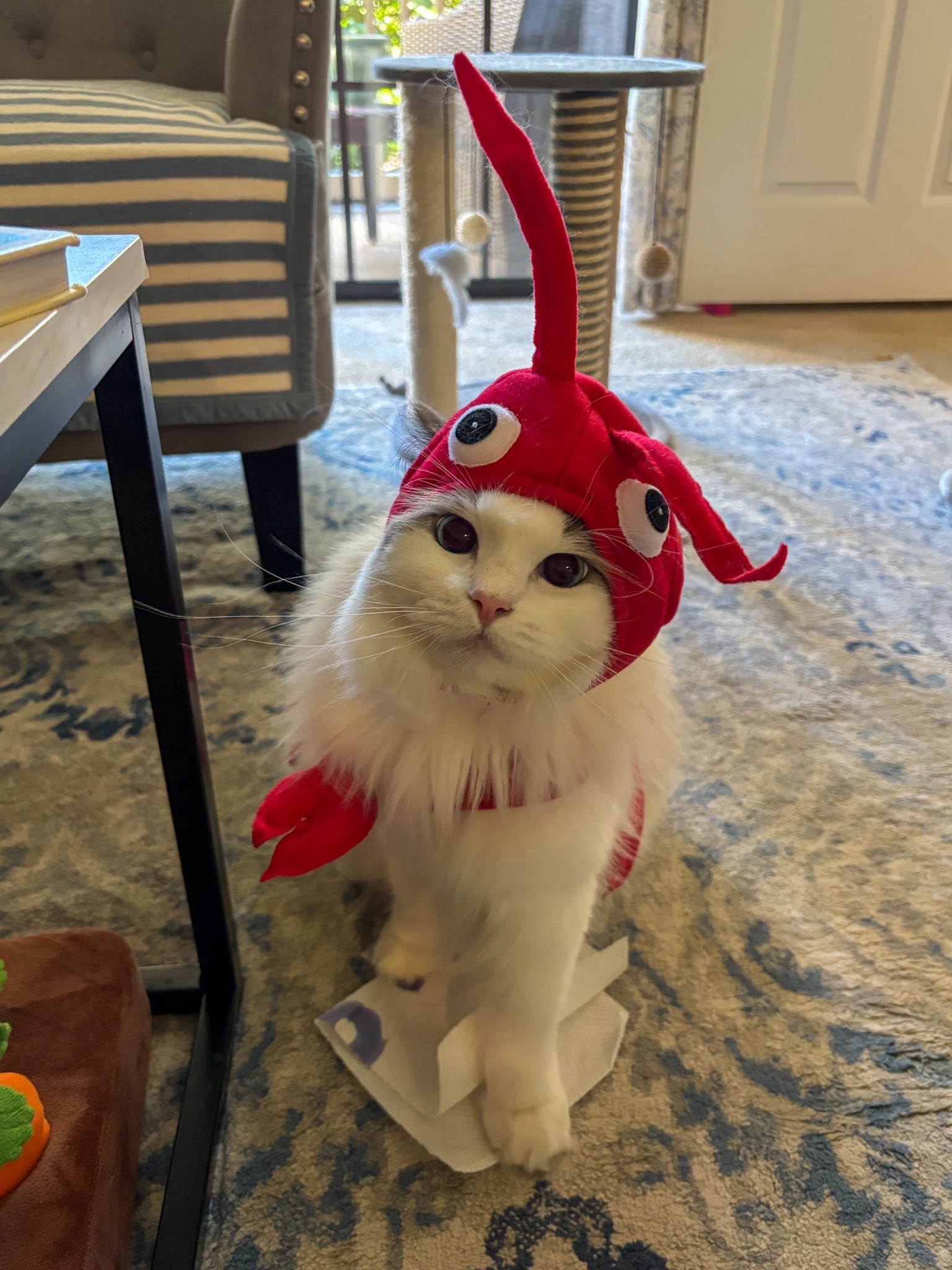 Happy Halloween from the cutest lobster 🦞

#LTKHalloween #LTKPets #LTKSeasonal