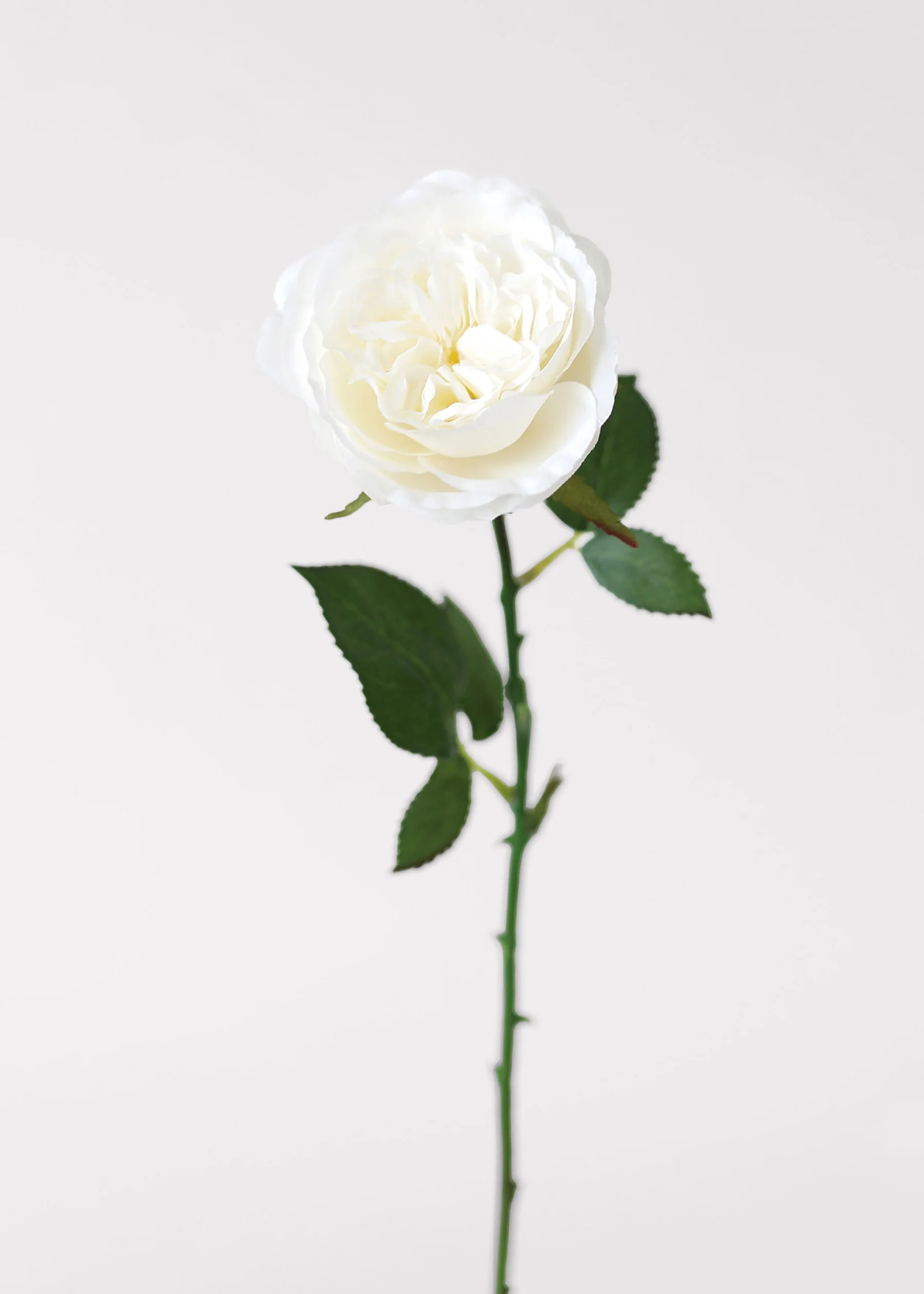 White Fake English Cabbage Rose - 20.5" | Afloral