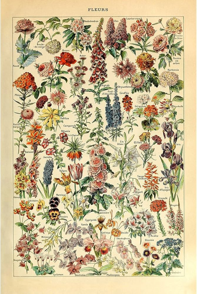 Meishe Art Vintage Poster Print Flower Floral Botanical Collections Garden Flowers and Plants Ide... | Amazon (US)
