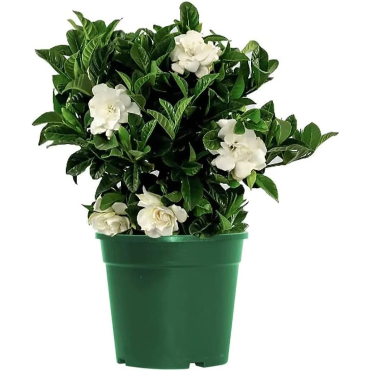 American Plant Exchange Gardenia Vetchii Bush, Live Flowering Houseplant, 6-Inch Pot, Light Shade... | Wayfair North America