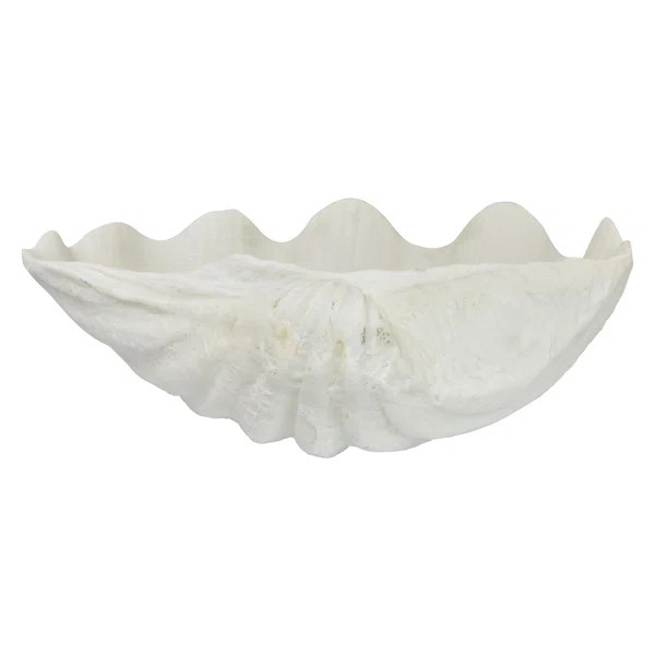 Tiggs Clam Shell Bowl Décor | Wayfair North America