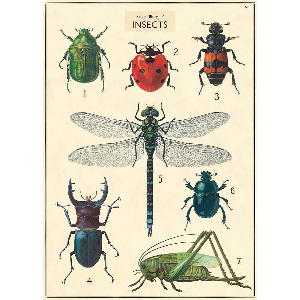 Insects Flat Wrap | Paper Source