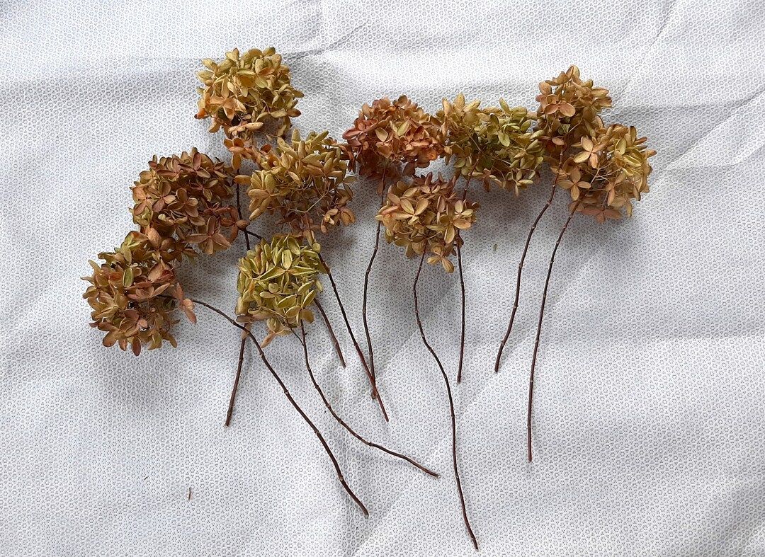 10 Air Dried Hydrangea Pee Gee Flower Stems | Etsy (US)